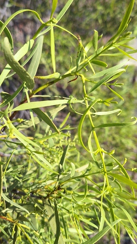 Image of Santalum acuminatum by no rights reserved