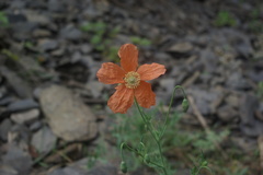 Papaver fugax