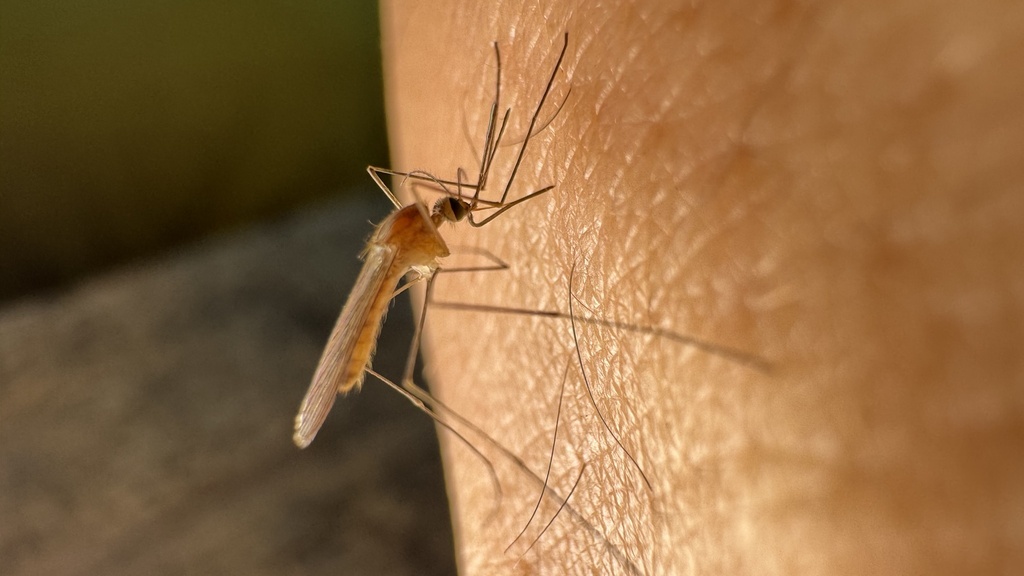 Anopheles claviger