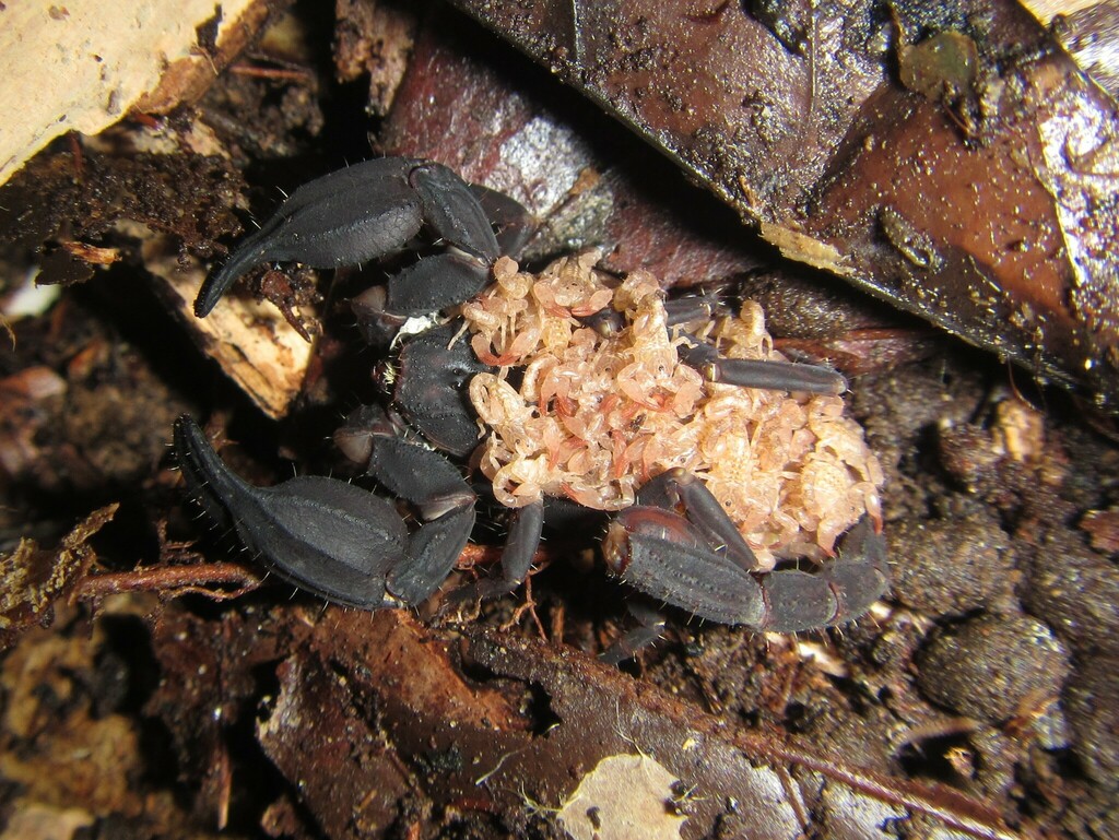 Chaerilus solegladi