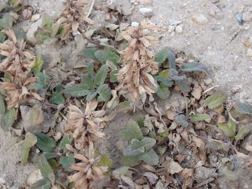 Dracocephalum heterophyllum, photograph 5