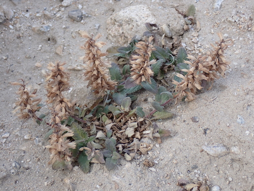 Dracocephalum heterophyllum, photograph 6
