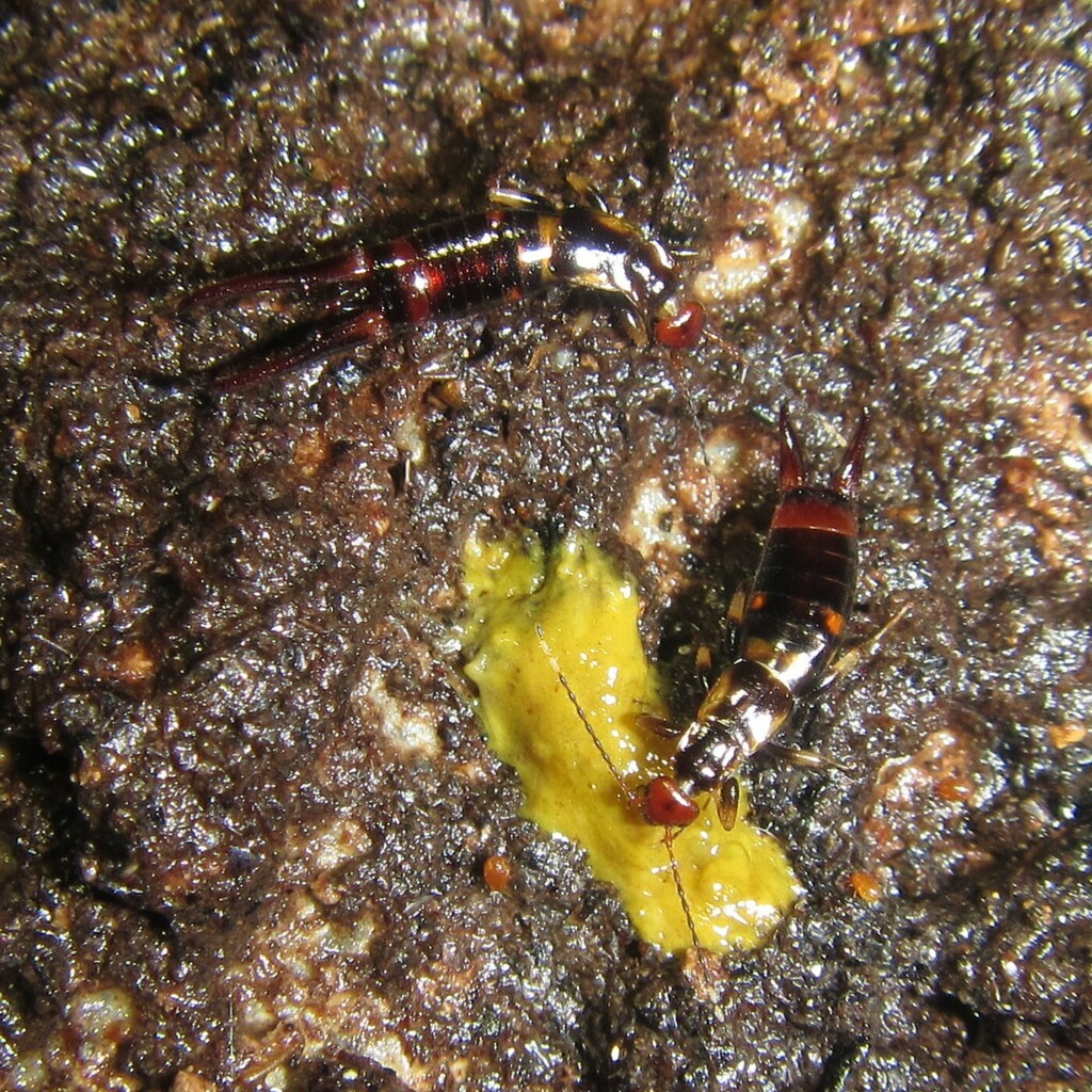 Nesogaster intermedius