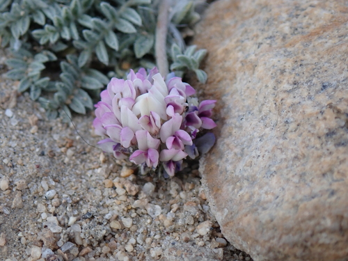 Image of Oxytropis tatarica by (c) Sagnik Dutta Roy, some rights reserved (CC BY)