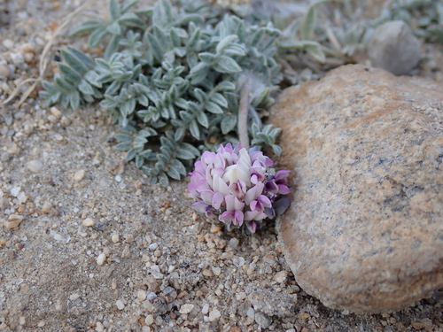 Image of Oxytropis tatarica by (c) Sagnik Dutta Roy, some rights reserved (CC BY)