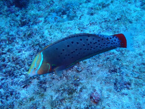 Queen coris (Coris formosa) — Labridae — 4