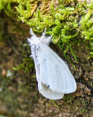 Euproctis chrysorrhoea