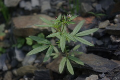 Cleome ornithopodioides