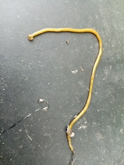 Diversibipalium multilineatum