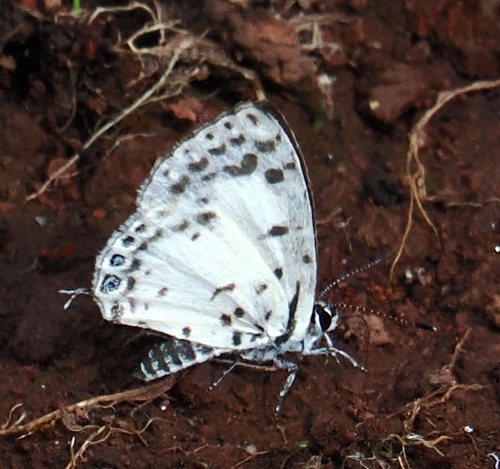 Margarita’s Pierrot