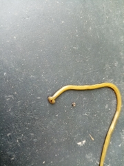 Diversibipalium multilineatum