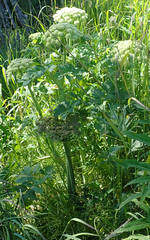 Angelica lucida