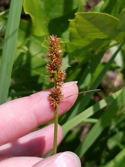 Carex annectens