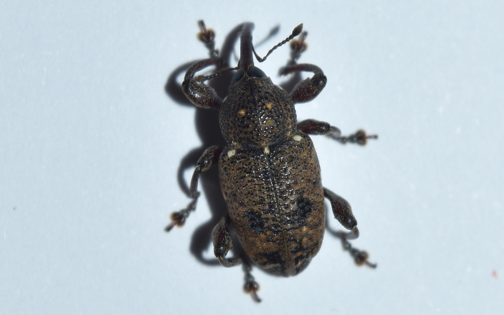 Marshallius rotundicollis
