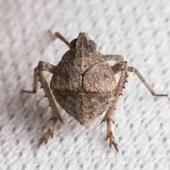 Orgerius
