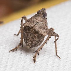 Orgerius