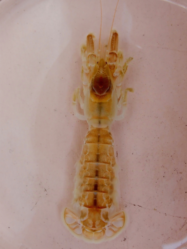 Austinogebia narutensis