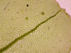 Plagiomnium ellipticum