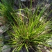 Carex microcarpa - Photo (c) Karim Haddad, some rights reserved (CC BY), uploaded by Karim Haddad