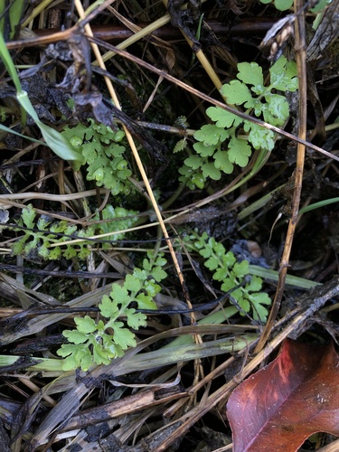 Image of Asian Celandine (Chelidonium asiaticum) by (c) Roman A. Lagazyuk (Роман А. Лагазюк), some rights reserved (CC BY)