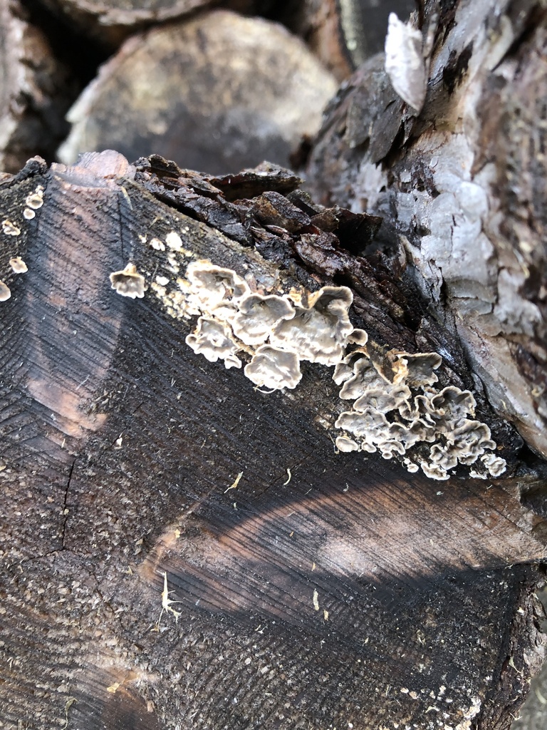 Stereum sanguinolentum