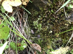 Plagiomnium ellipticum