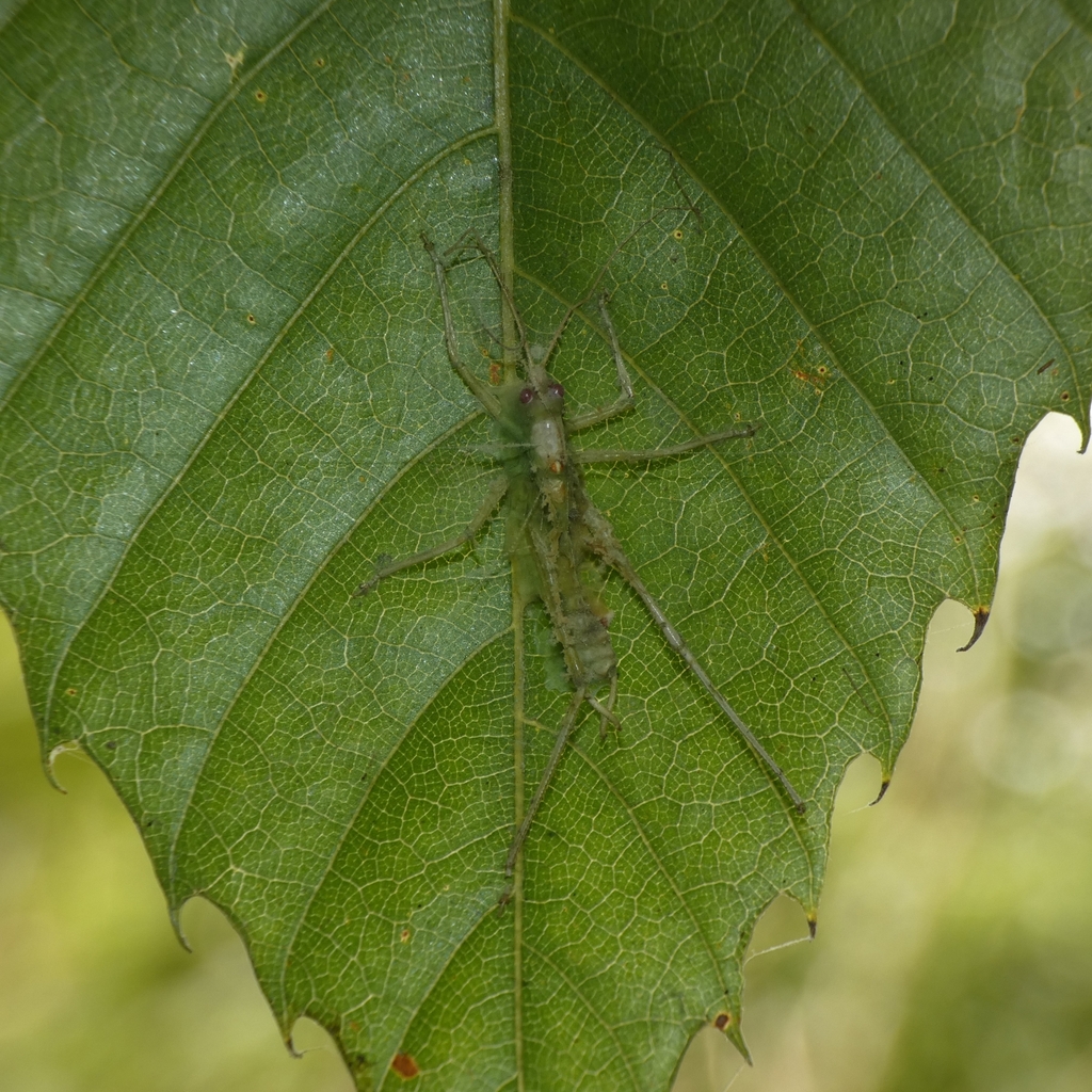 Zoophthora giardii