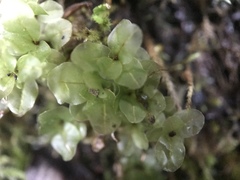 Plagiomnium ellipticum