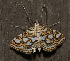 Elophila ekthlipsis