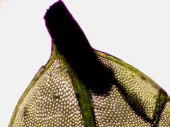 Plagiomnium ellipticum