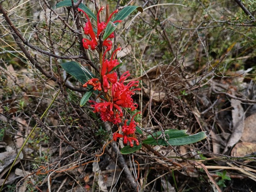 Grevillea dimorpha, photograph 1