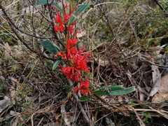 Grevillea dimorpha, photograph grampianshiker, CC BY, iNaturalist via GBIF