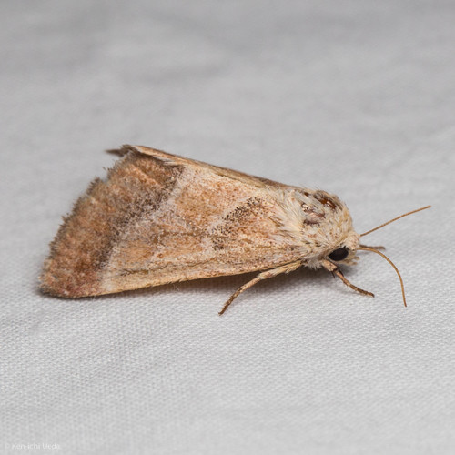 Schinia buta photo 4