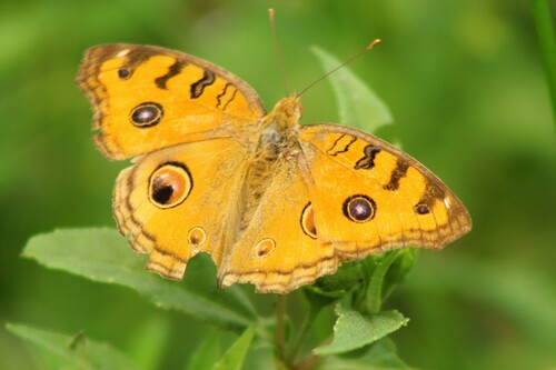 Peacock Pansy
