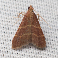Arta epicoenalis
