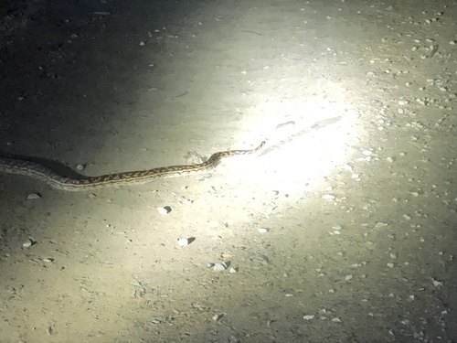 Australian Scrub Python sighting