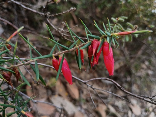 Stenanthera conostephioides