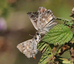 Muschampia floccifera
