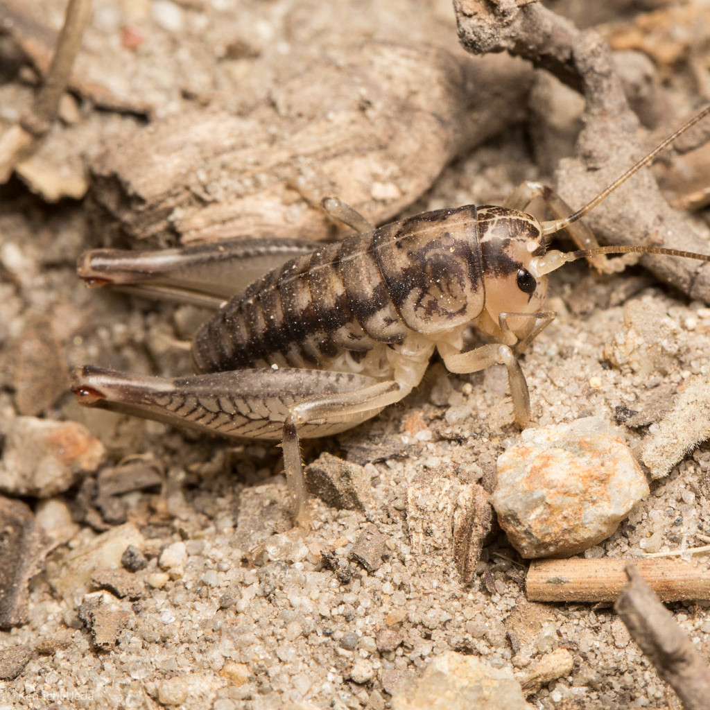 Cnemotettix bifasciatus