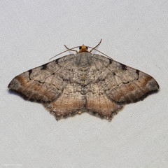 Macaria adonis