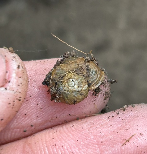 Tasmaphena ruga observed 2024-10-10