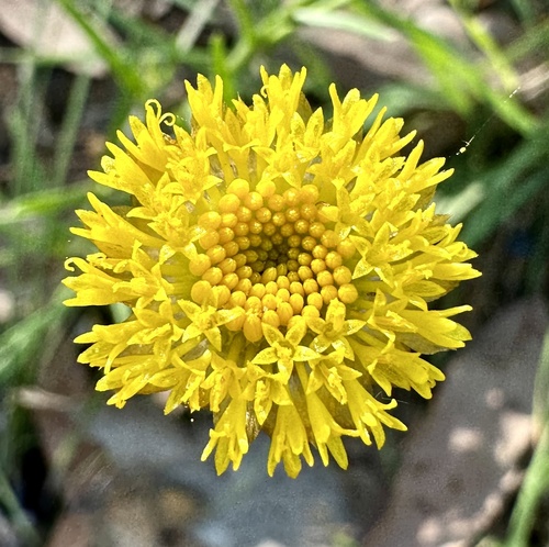 Image of heath wrinklewort by (c) prossington, some rights reserved (CC BY)
