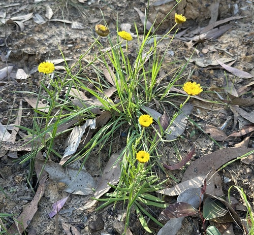 Image of Heath Wrinklewort (Rutidosis heterogama) by (c) prossington, some rights reserved (CC BY)
