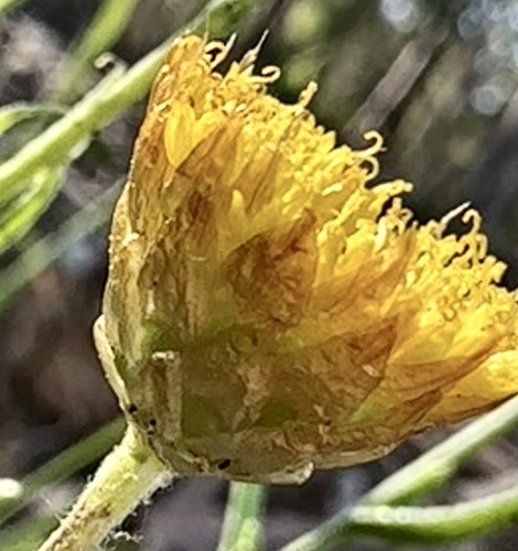 Image of Heath Wrinklewort (Rutidosis heterogama) by (c) prossington, some rights reserved (CC BY)
