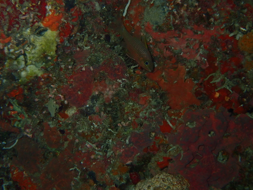 Iridescent Cardinalfish — seen at this dive site