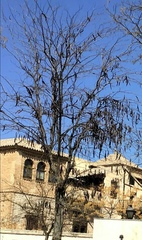 Gleditsia triacanthos