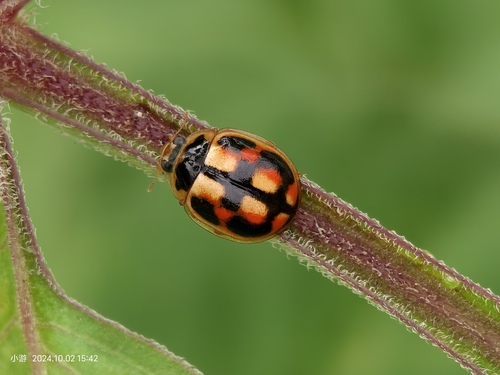 Turtle Vein Lady Beetle