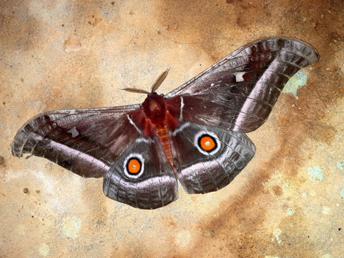 Cabbage Tree Emperor