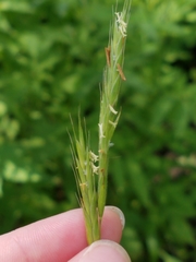 Bromus nottowayanus