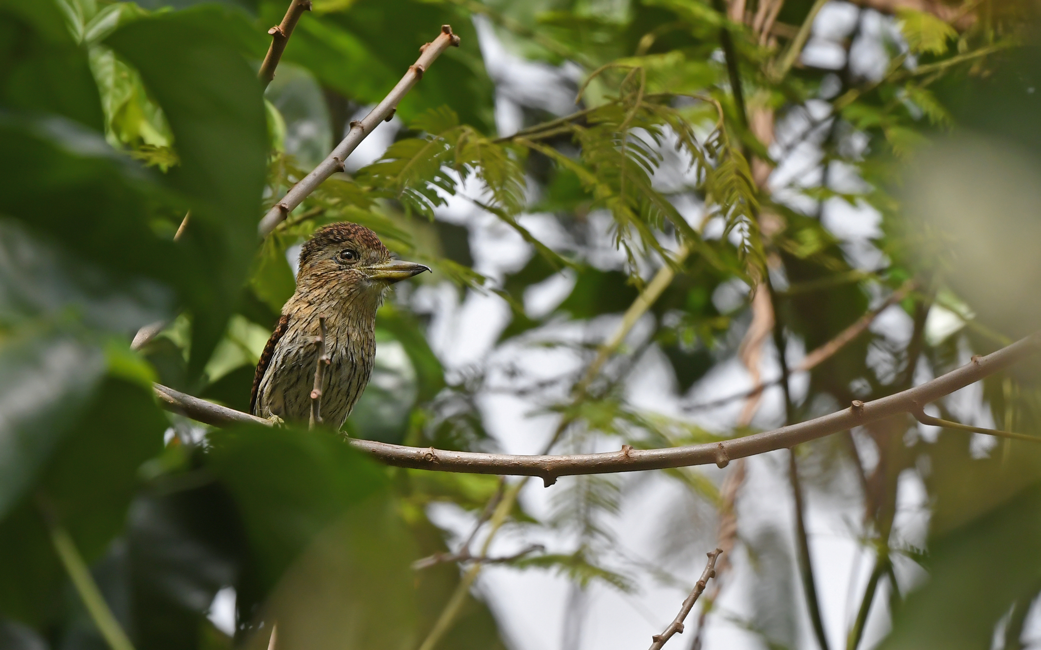 Eastern Striolated Puffbird (Nystalus striolatus), photo 2